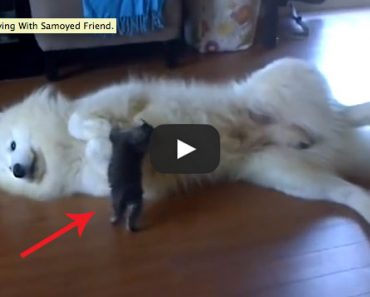 Watch this little kitten rough up this big Samoyed!