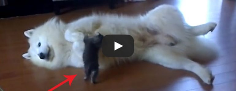 Watch this little kitten rough up this big Samoyed!