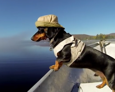 dachshund-goes-fishing