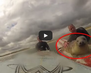 Watch this surfing seal catch some EPIC waves with these surfers!