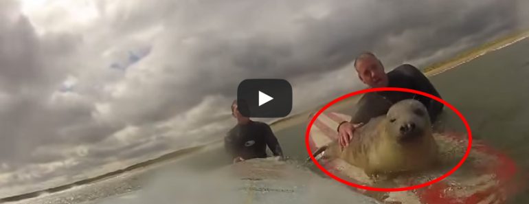 Watch this surfing seal catch some EPIC waves with these surfers!