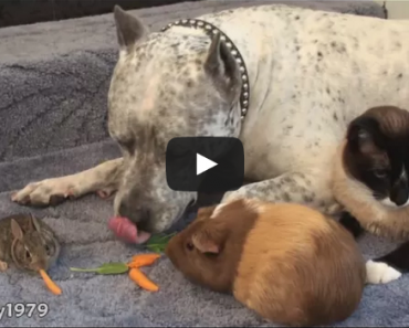 Sharky the Pitbull and his friends are so cute together!