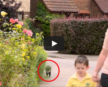 This Cat Follows the Boy to School and Why She Does Is Amazing.
