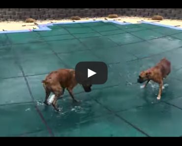 These Two Crazy Boxers Go Ballistic On A Pool Cover!