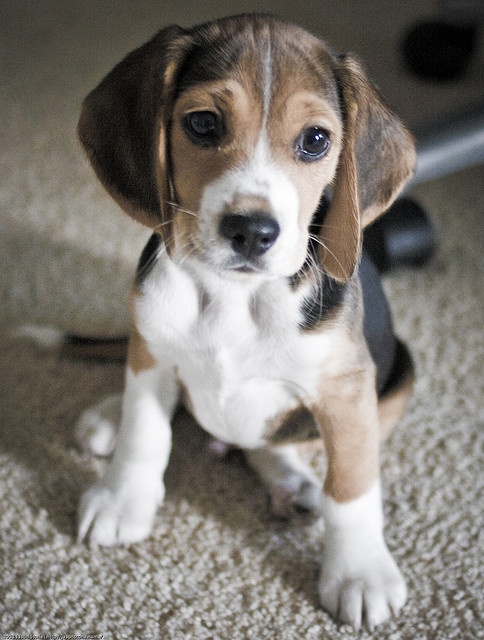 10 Cute Beagles That Will Make You Giggle I Heart Pets