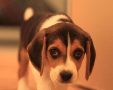 beagles-annie-many