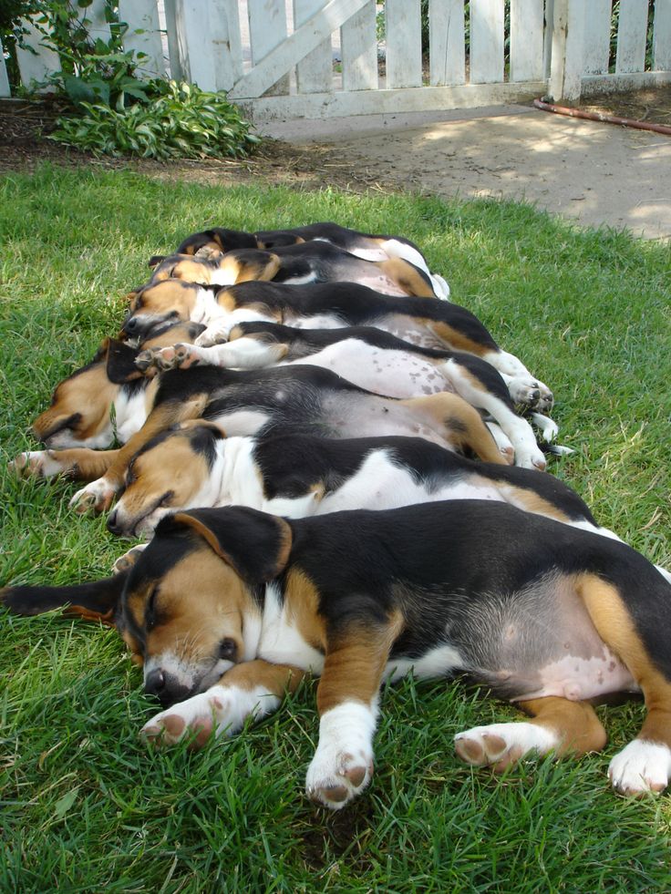 10 Cute Beagles That Will Make You Giggle! I Heart Pets