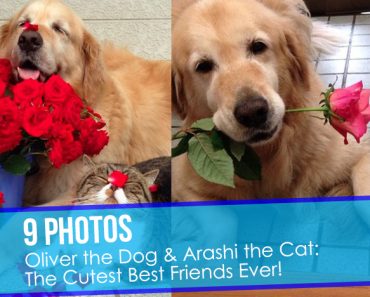 9 Photos of Oliver the Dog and Arashi the Cat being best friends!