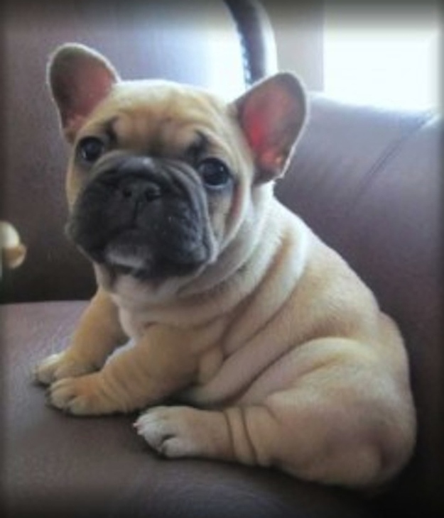 10 French Bulldogs To Make You Feel Fuzzy - I Heart Pets