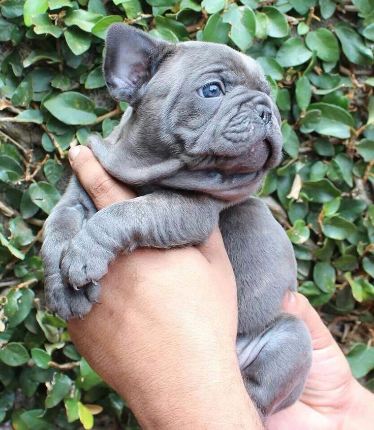 French Bulldog Puppies Gray With Blue Eyes / French