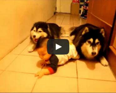 This Baby Crawling With Two Huskies Is Adorable!