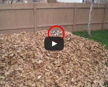 Butch the Husky Loves this Leaf Pile! Watch His Reaction!