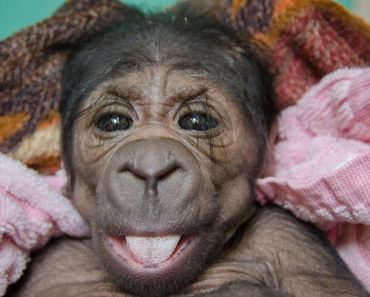 newborn-gorilla-2