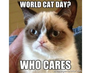 Happy World Cat Day! Grumpy Cat is NOT a fan.