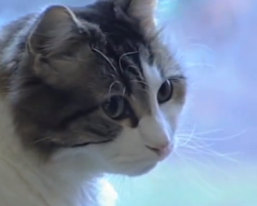 Oscar The Cat Is An Amazing Cat. Truly Unbelievable Story.