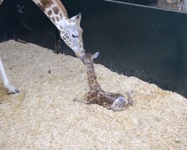 This baby giraffe stands for the first time and it's so cute!