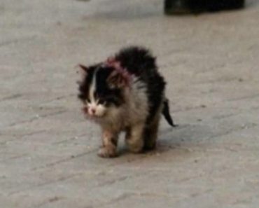 The beautiful and touching story of Ugly the Kitten