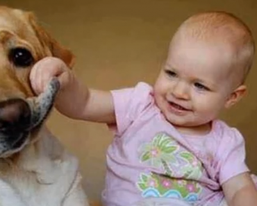 dogs-and-cats-meeting-babies