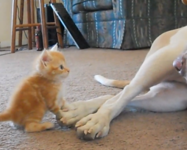 kitten-with-a-pitbull