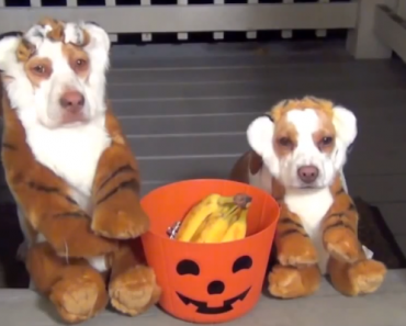 pets-in-halloween-costumes