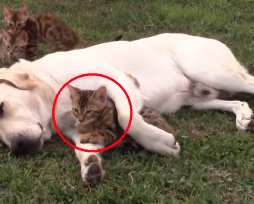 bengal-kittens-with-dog