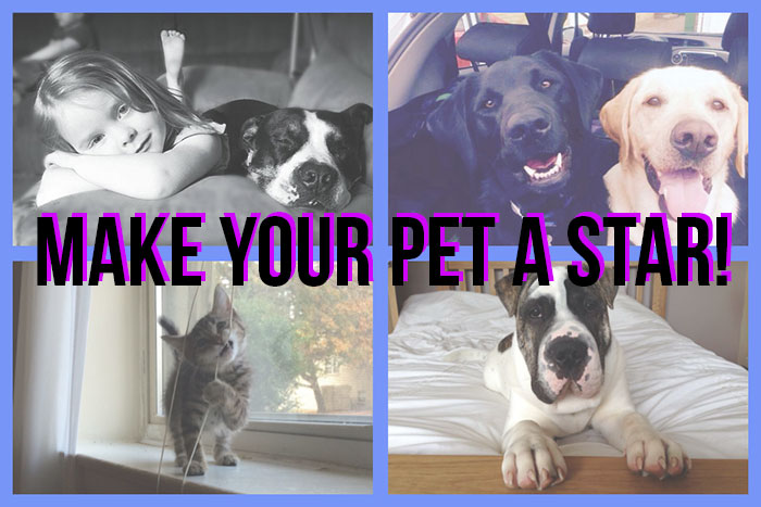 Submit Content to I Heart Pets!