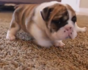english-bulldog-puppies-walking-for-the-first-time