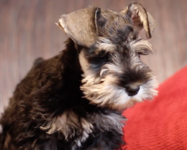 miniature-schnauzer-puppy