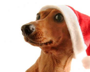 Holiday Hazards Every Pet Owner Should Be Aware Of