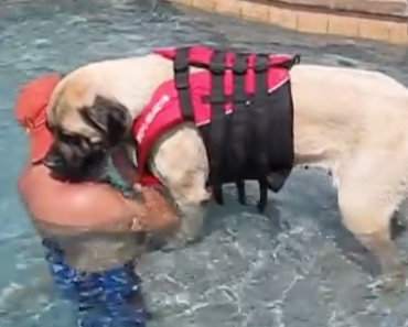 mastiff-swimming-lessons