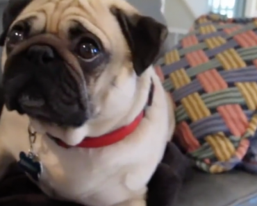 pug-gets-scolded