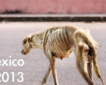 skeleton-dog-luna-mexico