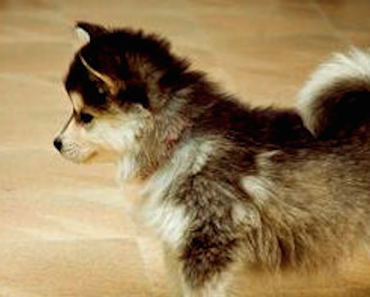 are-pomsky-puppies-real