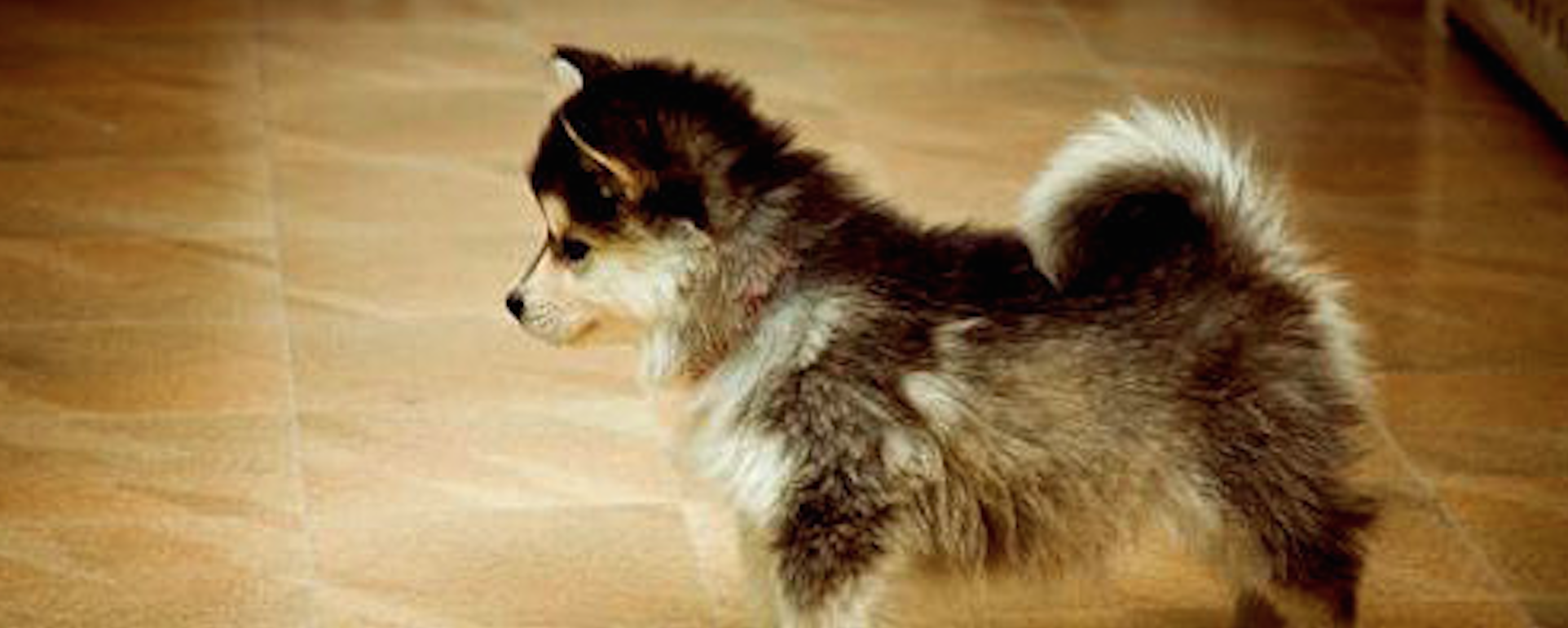 Pomsky Puppies Or Not You Be The Judge I Heart Pets