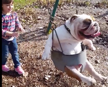 ozzy-english-bulldog-in-a-swing