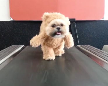 munchkin-the-teddy-bear-treadmill