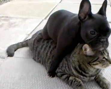 french-bulldog-and-cat-are-best-friends