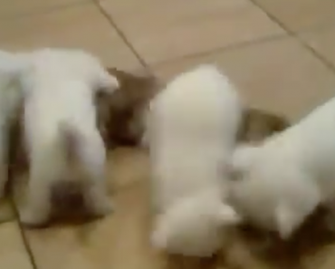 cat-puppy-pile