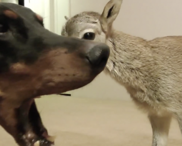 doberman-meets-a-newborn-lamb