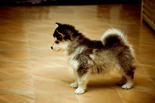 a pomsky