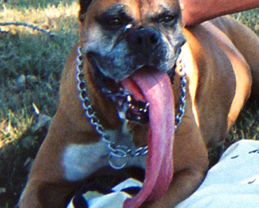 brandy-the-boxer-huge-tongue