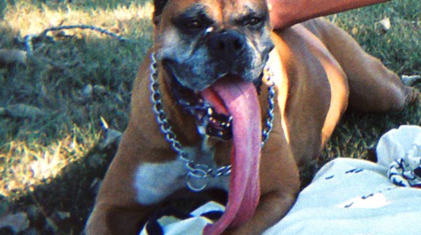 largest boxer dog