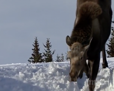 malamute-and-moose