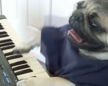 piano-pug