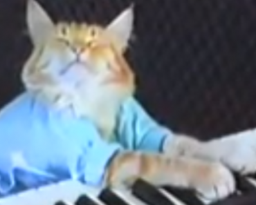 keyboard-cat-charlie-schmidt
