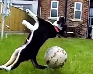 dog-fetch-fails