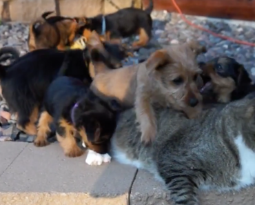 10-Australian-Terrier-Puppies-Reggie-Cat