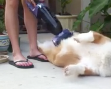 Corgi-Getting-Vacuumed