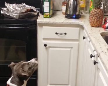 pit-bull-terrified-by-pineapple