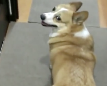 twerking-corgi-bubble-butt